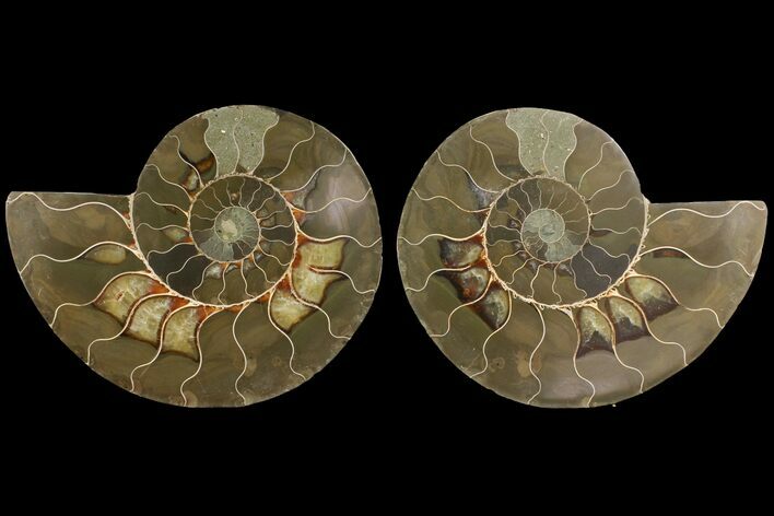 Bargain, Agatized Ammonite Fossil - Madagascar #111534